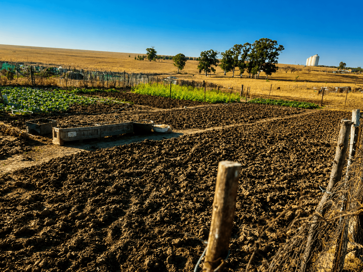 Tilled planting beds and leafy vegetables in the community farm garden