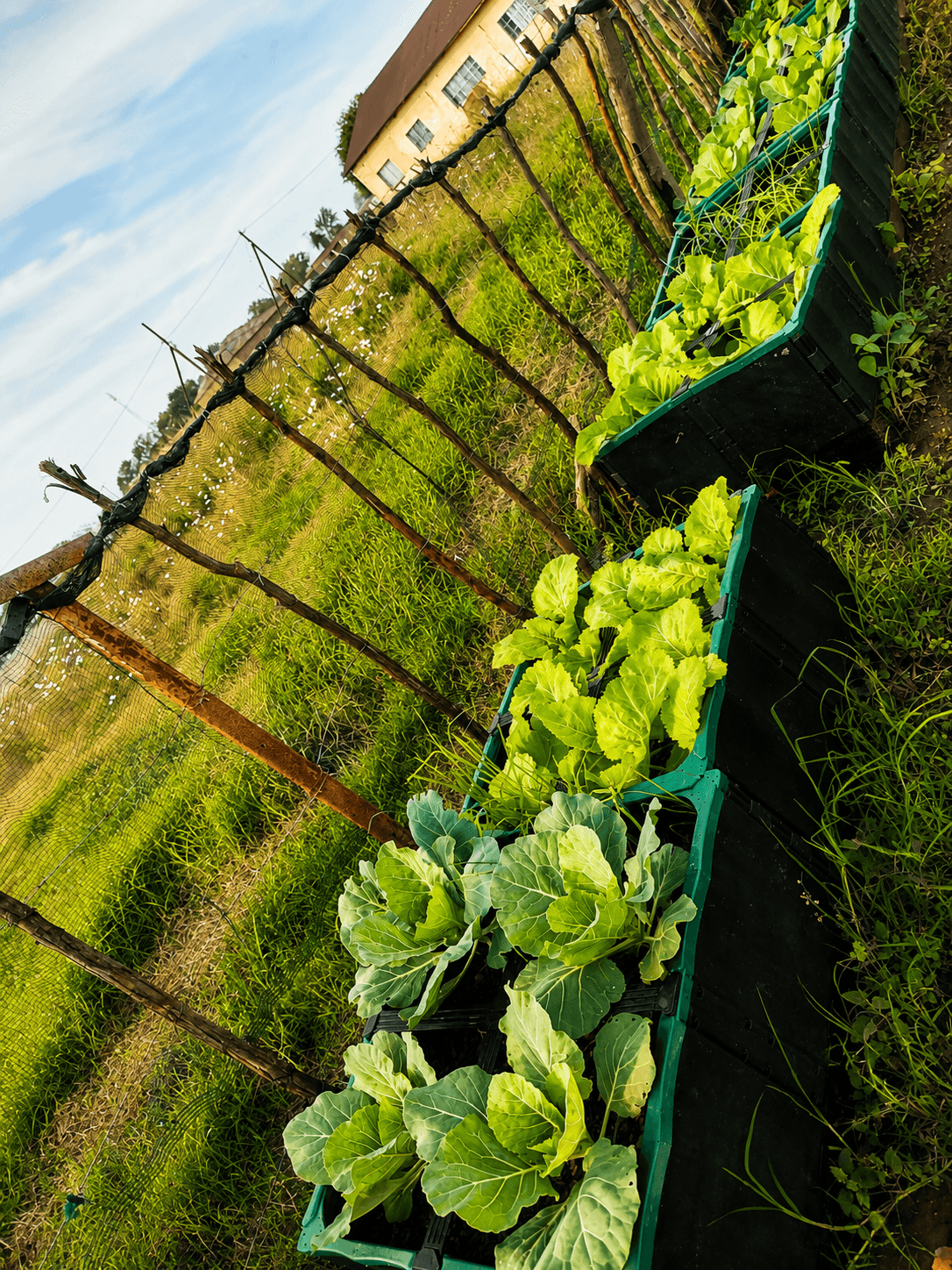 Cabbage and leafy greens growing in garden planting crates