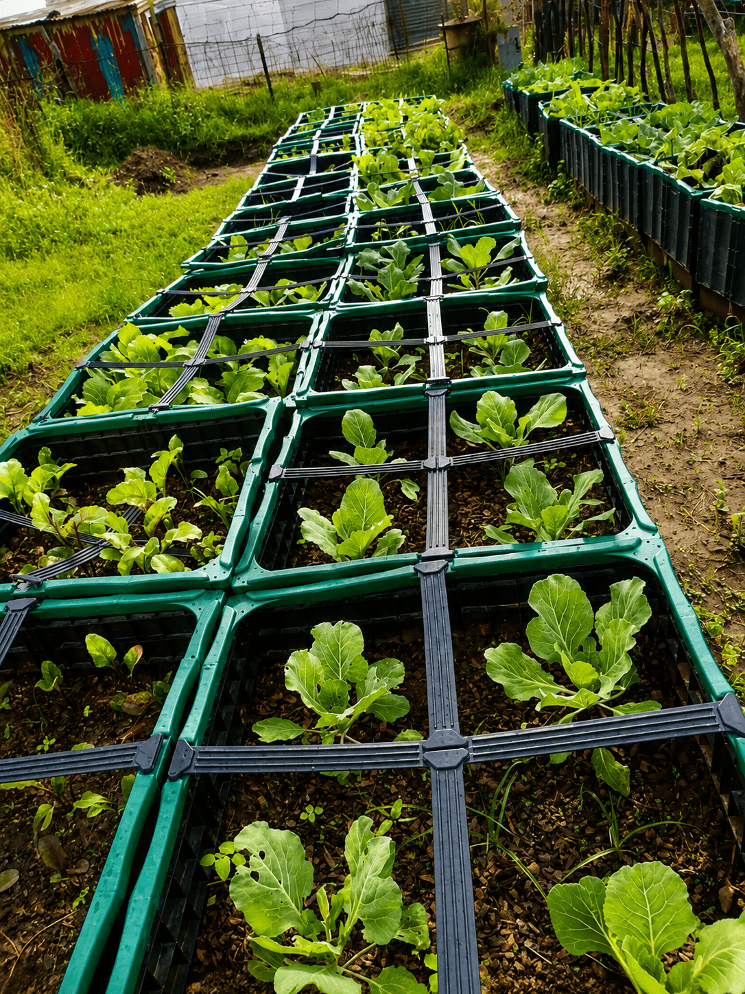 Rows of vegetable crates in the Malibongwe community vegetable garden