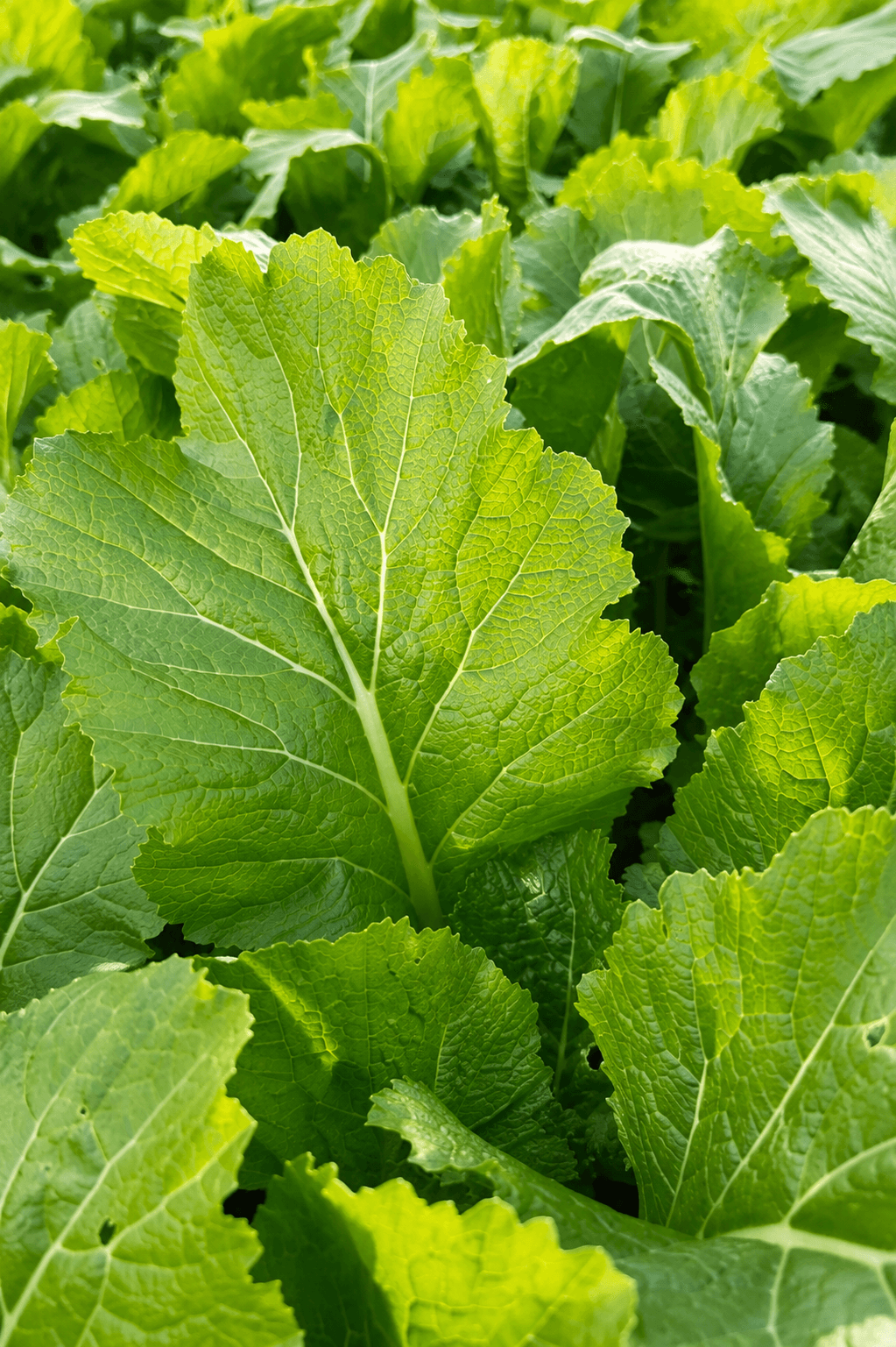 Close-up of healthy leafy greens grown for club meals